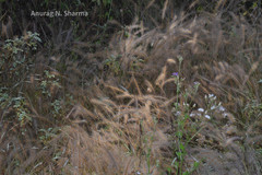 Perotis indica